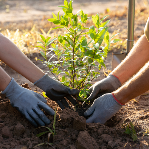 To mennesker planter et klimatræ